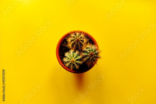 cactus on a yellow background, cacti, succulents, flowers, plant, desert