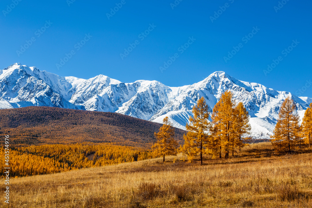 Beautiful view of the autumn Altai with  snow-capped peaks of the North Chui ridge and autumn larch taiga. Altai Republic, Russia