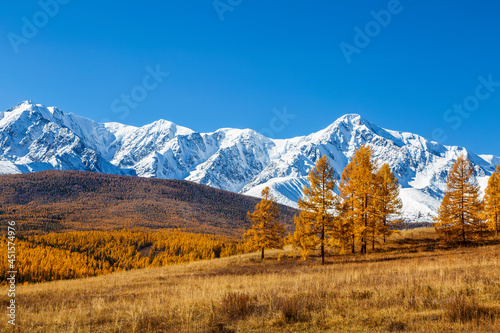 Beautiful view of the autumn Altai with snow-capped peaks of the North Chui ridge and autumn larch taiga. Altai Republic, Russia
