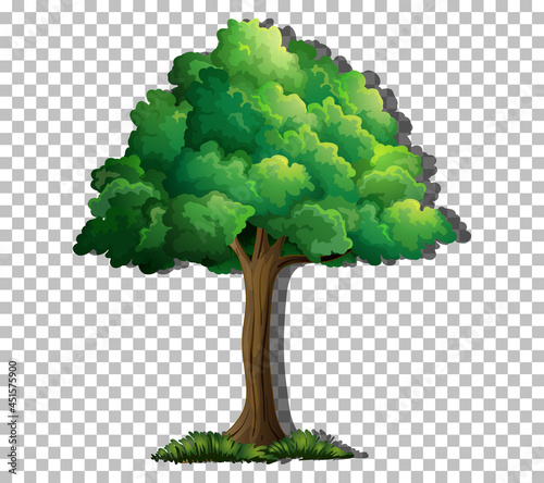 A tree with green leaves on transparent background