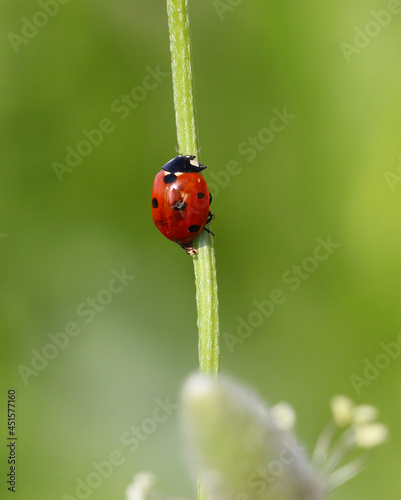 seven spotted ladybug on leaf in nature environment looks amazing with colorful background © photo