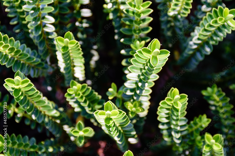 Macro image of a leafy, green succulent plant Macro image of a leafy, green succulent plant