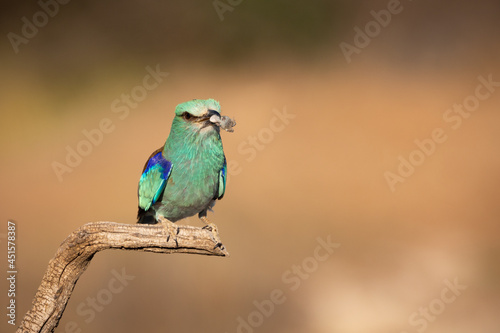 Carraca Europea cazando © Javier.Cepla