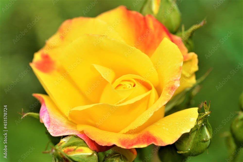 yellow rose flower