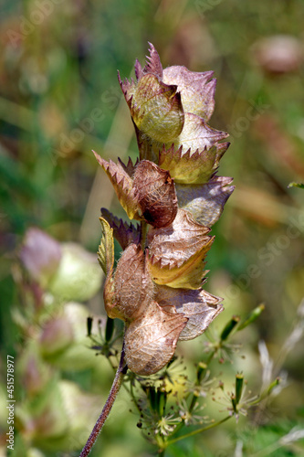 Kleiner Klappertopf // yellow rattle (Rhinanthus minor)  photo