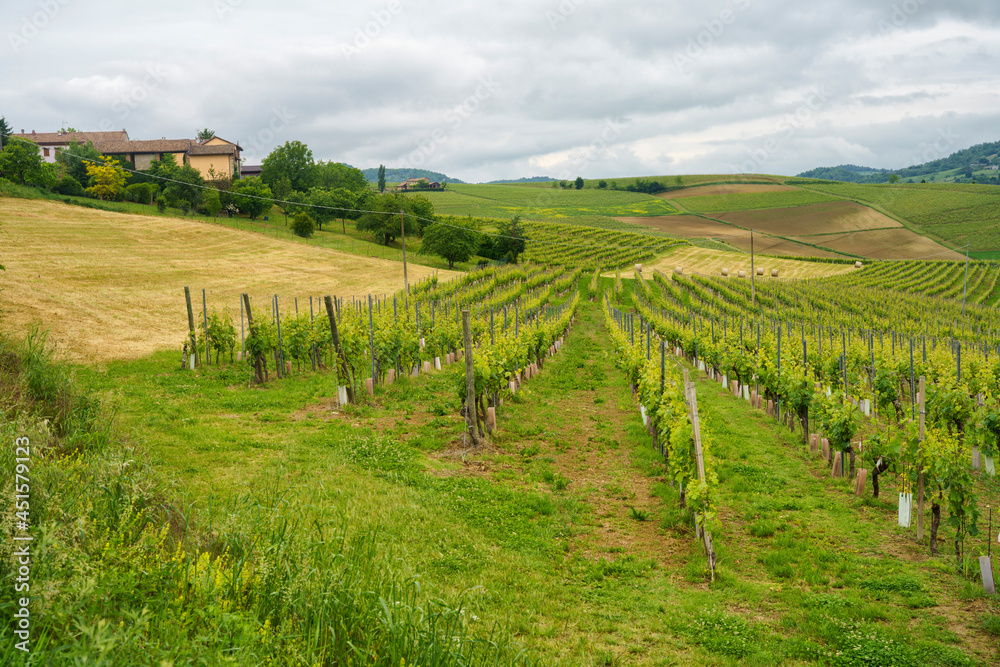 Vineyards of Monferrato near Vignale at springtime