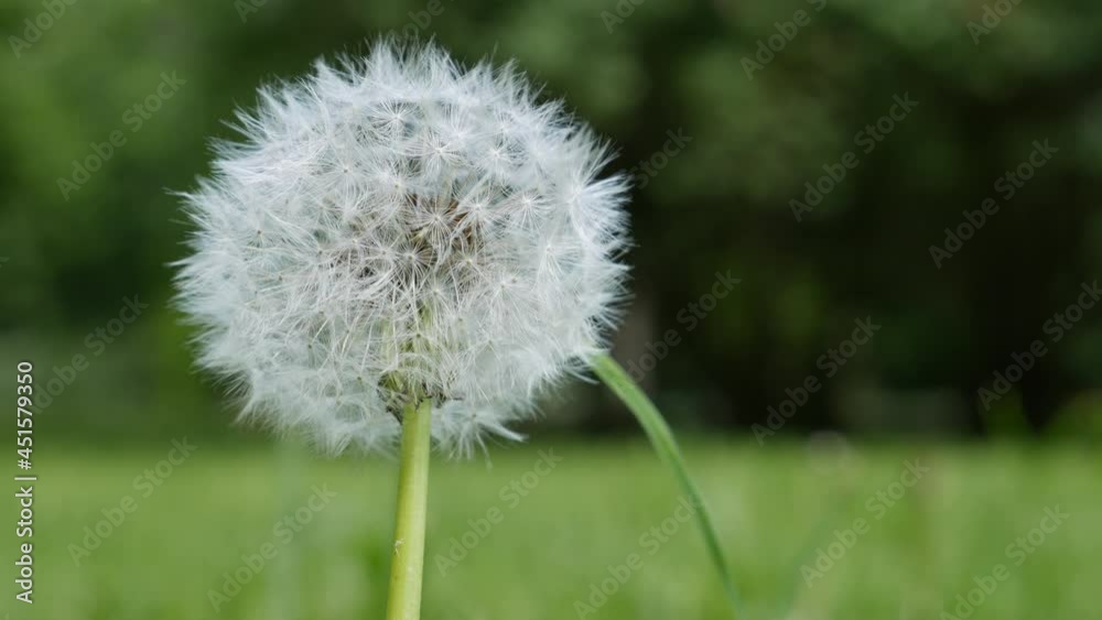 White dandelion in grass on a sunny day. Nature background White dandelion in grass on a sunny day. Nature background