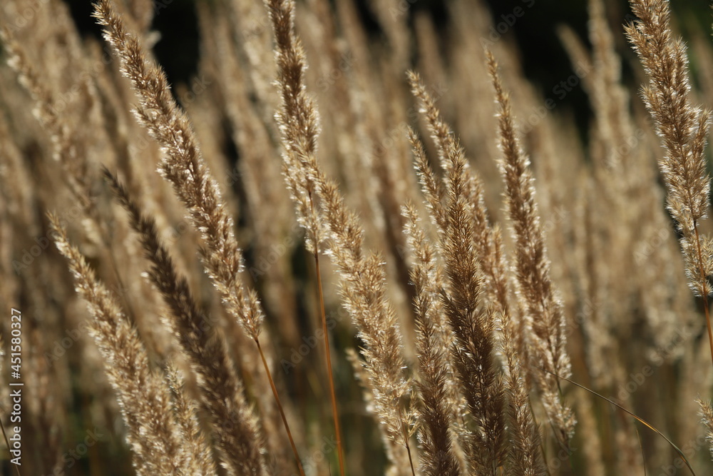 grass in the wind grass in the wind