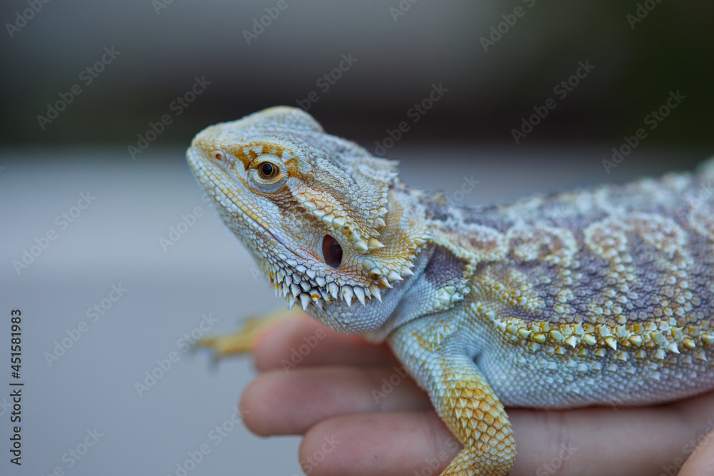 Fototapeta premium Dragón barbudo