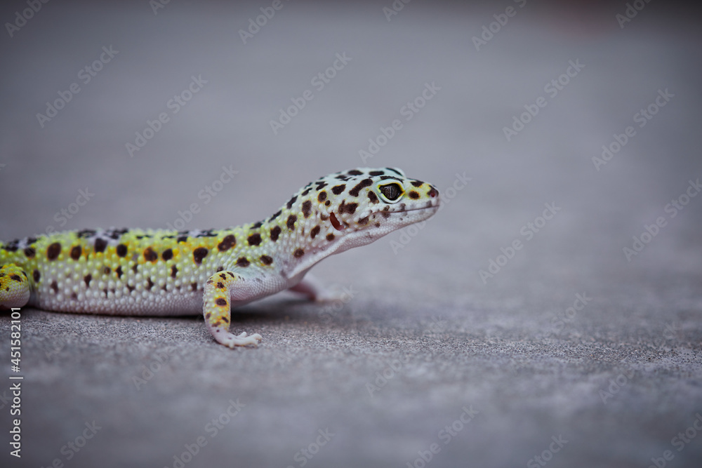 Naklejka premium Gecko