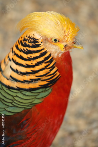 Golden pheasant and peacock that give off a majestic color,  荘厳な色彩を放つ金鶏と孔雀