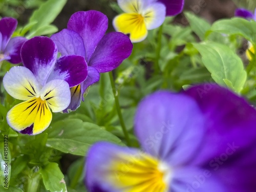Close up of violets
