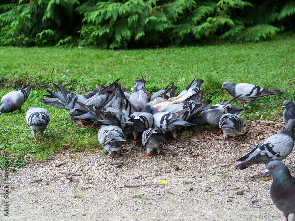 Fototapeta premium Urban pigeons public health problem