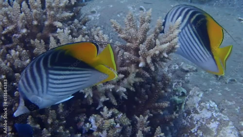 Beautiful coral fish – Exquisite butterfly-fish, scientific name is Chaetodon auriga, it belongs to Chaetodontidae family, inhabits by pairs shallow waters of reefs, Red Sea, Middle East Beautiful coral fish – Exquisite butterfly-fish, scientific name is Chaetodon auriga, it belongs to Chaetodontidae family, inhabits by pairs shallow waters of reefs, Red Sea, Middle East