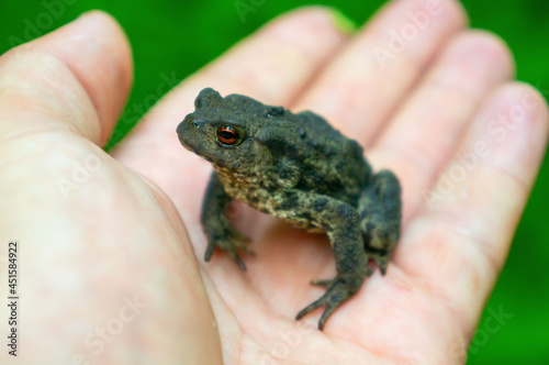wild frog on hand, close-up