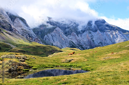 Cows in the Cirque de Troumouse