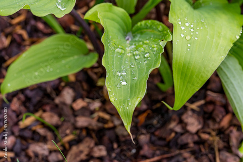 Hosta lancifolia 'Red October' lotus effect in rain
