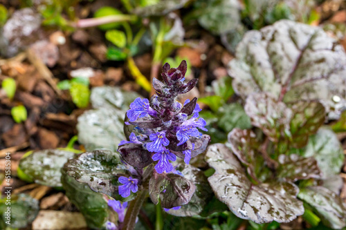 Ajuga reptans 'Black Scallop' red-leaved buggle blossom detail