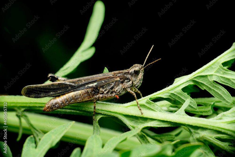 American grasshopper, Schistocerca americana, Satara, Maharashtra, India American grasshopper, Schistocerca americana, Satara, Maharashtra, India