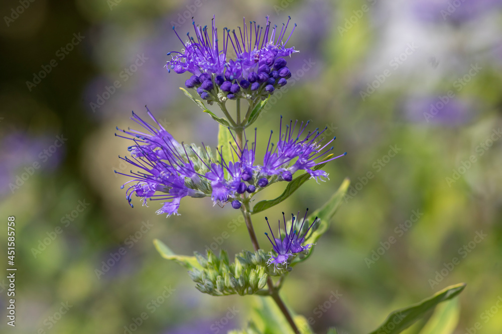 Caryopteris clandonensis bluebeard bright blue flowers in bloom, ornamental autumnal flowering plant Caryopteris clandonensis bluebeard bright blue flowers in bloom, ornamental autumnal flowering plant