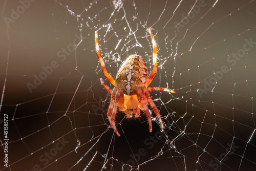 A European garden spider, Araneus diadematus, in its web..