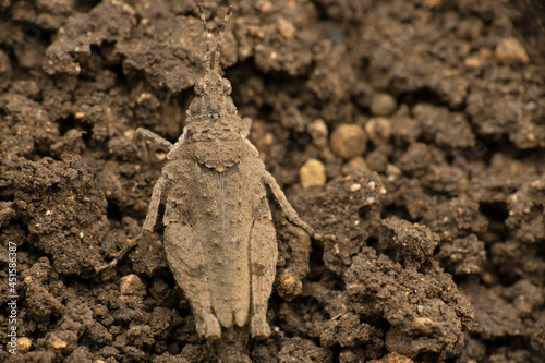 Pigmy grasshopper, Paratettix species, Satara, Maharashtra, India © RealityImages