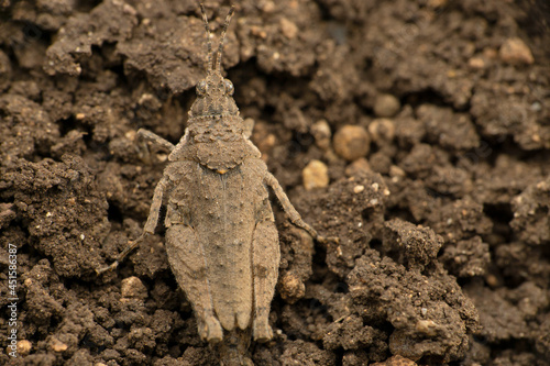 Pigmy grasshopper  Paratettix species  Satara  Maharashtra  India