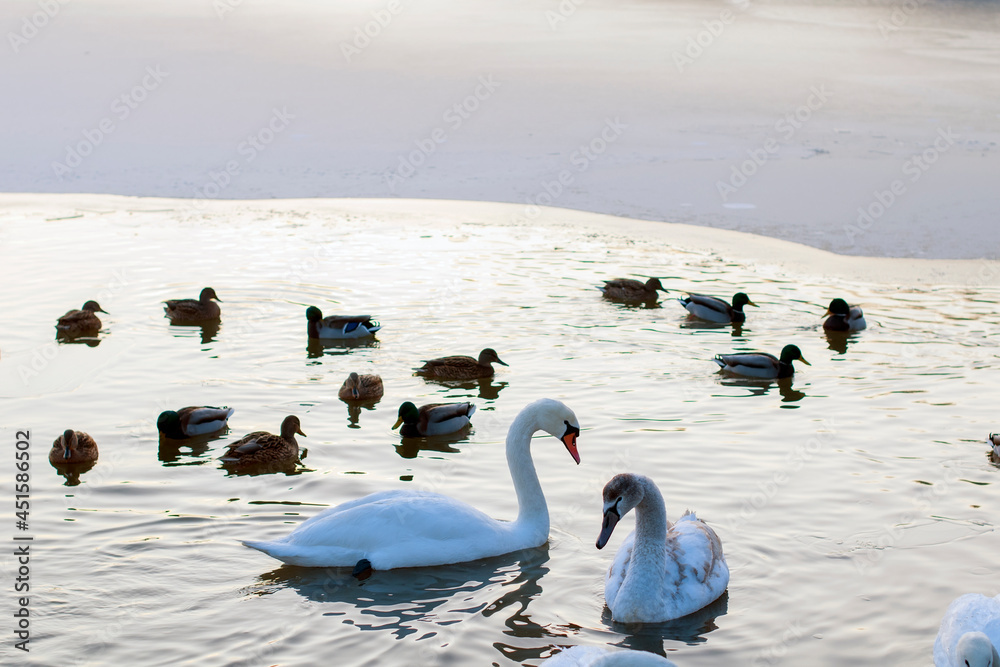 Fototapeta premium white swans group on the lake swim well under the bright sun