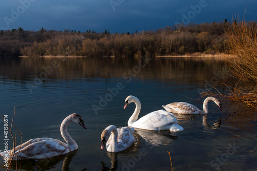 white swans group on the lake swim well under the bright sun