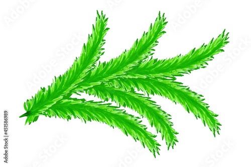 Spruce  spruce branch  bright drawing of a branch with needles of different shades of green on a white background for design for the New Year  Christmas and printing on paper  packaging  textiles