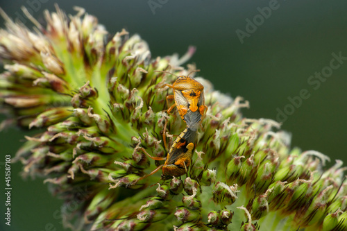 Mating of sting bug, Musgraveia species on Bajra, Satara, Maharashtra, India photo