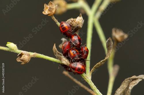 Stink bug, Pentatomidae family, Satara, Maharashtra, India photo