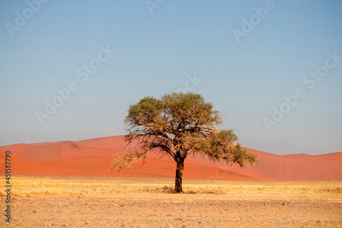 Lonely dry tree stands in the middle of the Namib Desert  next to a sand dune of Sossusvlei