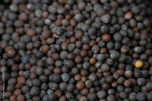 Black mustard  Brassica nigra macro closeup  Satara  Maharashtra  India