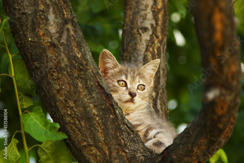 Cute baby cat on a tree