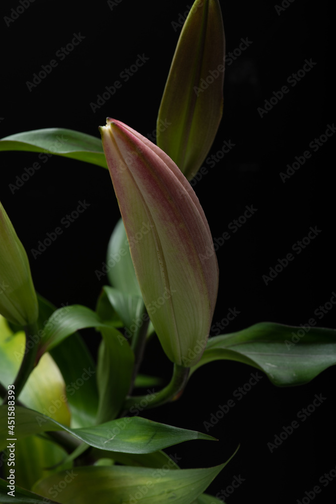 Fototapeta premium Lily bud