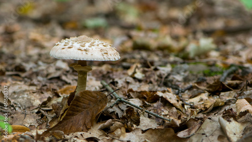 Macrolepiota procera. mushroom in autumn forest and dry leaves. Mushroom Parasol shooting out of the earth with a dry leaf. mushroom in the autumn forest. edible mushroom, white, nature close-up