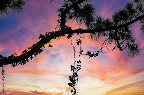 Fotografía Vines hanging on branches against a sunset sky
