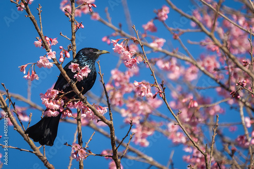 Hair- crested Drongo black bird or Dicrurus hottentottus is an Asian bird of the family Dicruridae on perched foraging nectar from pink cherry blossoms. photo