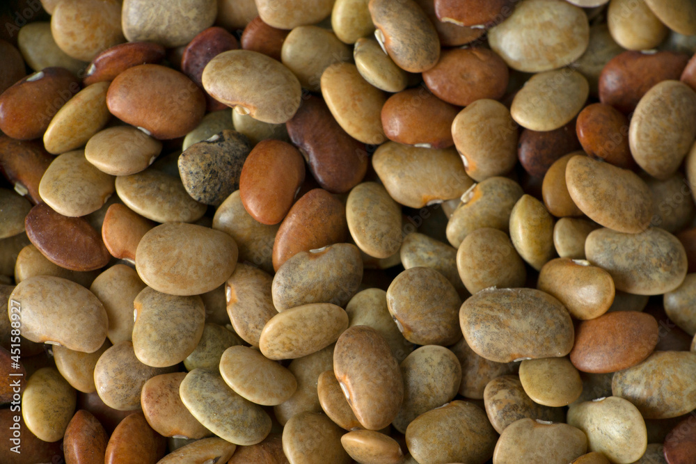 Madras gram seeds, horse gram or kulthi bean, Macrotyloma uniflorum macro closeup, Satara, Maharashtra, India Madras gram seeds, horse gram or kulthi bean, Macrotyloma uniflorum macro closeup, Satara, Maharashtra, India