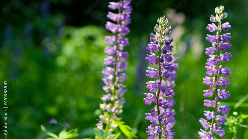 Blooming lupine flower. Lupine, a field of lupine with pink purple and blue flowers. Bouquet of lupines summer floral background. Lupine field. Purple spring and summer flower. nature close-up Blooming lupine flower. Lupine, a field of lupine with pink purple and blue flowers. Bouquet of lupines summer floral background. Lupine field. Purple spring and summer flower. nature close-up
