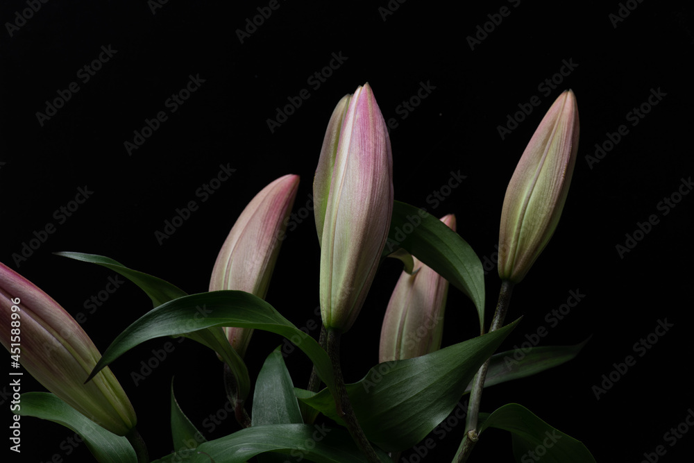 Fototapeta premium Lily bud