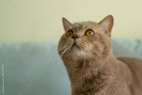 adult cat scottish british fold © Dmitrii