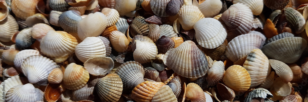 background of a small seashell. colorful beach sea background of a small seashell. colorful beach sea
