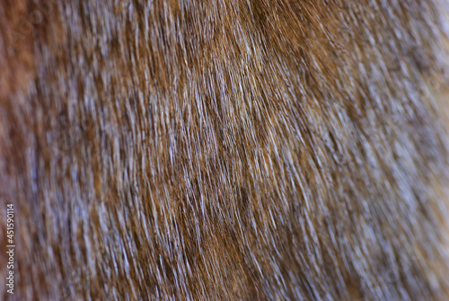 Fragment of brown mink fur, close-up