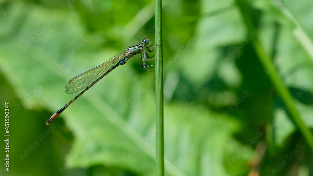 Green dragonfly sitting on grass. Coenagrion. natural blurred background. insect, space for text. beautiful dragonfly with big eyes in the grass in the meadow. macro nature, small predator. Green dragonfly sitting on grass. Coenagrion. natural blurred background. insect, space for text. beautiful dragonfly with big eyes in the grass in the meadow. macro nature, small predator.