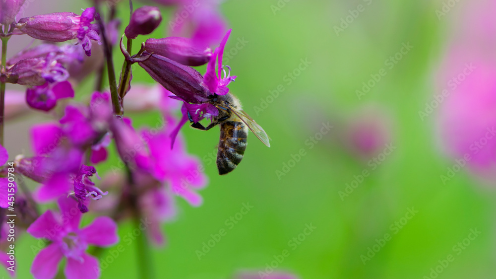 bee on a flower. European bee collects nectar on a pink meadow flower Viscaria vulgaris. honey bee, insect macro. natural green background, close-up, place for text. spring or summer day. insects bee on a flower. European bee collects nectar on a pink meadow flower Viscaria vulgaris. honey bee, insect macro. natural green background, close-up, place for text. spring or summer day. insects