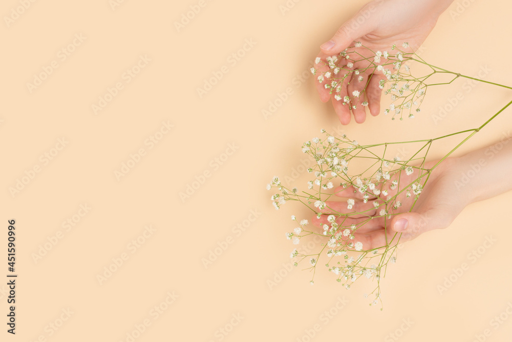 Female hands hold gypsophila flower on a beige background. Delicate composition with copyspace. Female hands hold gypsophila flower on a beige background. Delicate composition with copyspace.