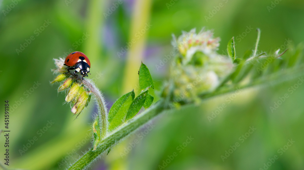 Coccinellidae is a widespread, Ladybird beetle, ladybugs. red beetle with black dots. insects in the wild. natural background. macro nature. ladybug sitting on a meadow plant Coccinellidae is a widespread, Ladybird beetle, ladybugs. red beetle with black dots. insects in the wild. natural background. macro nature. ladybug sitting on a meadow plant