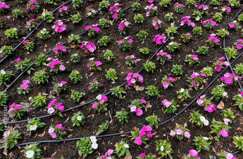 Close-up of a flowerbed equipped with an irrigation system  with purple and white small flowers